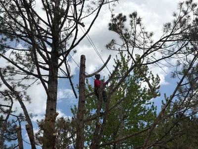 Climber in ponderosa pine forest tree removal The Pinery Parker CO