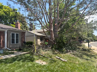 Tree removal near home Douglas County