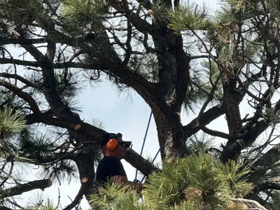 Tree trimming Douglas County