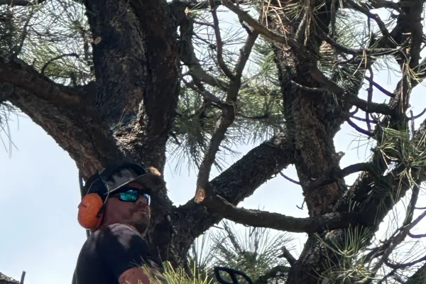Professional tree trimming in The Pinery – Farr Arbor at work