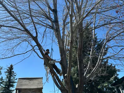 Tree trimming The Pinery Parker CO