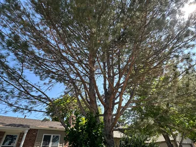 Tree trimming service Parker CO