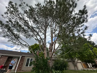 Tree care The Pinery Parker