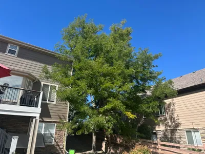 Large deciduous tree removal near homes Parker CO
