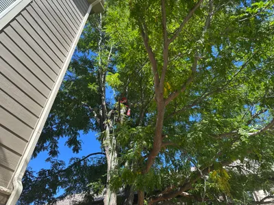 Tree care trimming Douglas County