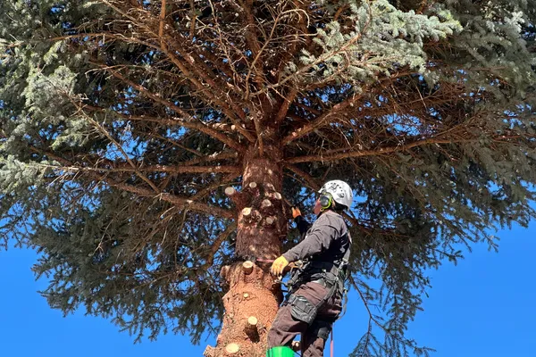 Professional tree removal in The Pinery – Farr Arbor crew at work