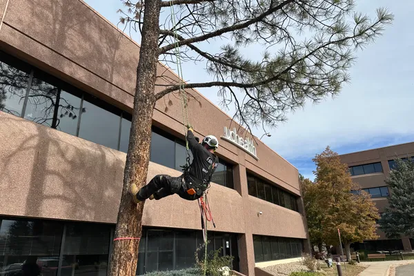 Professional tree trimming in Parker, CO – Farr Arbor arborist at work