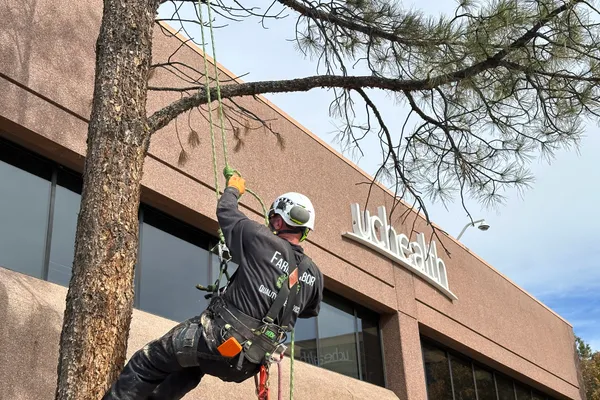 Professional tree trimming in Stroh Ranch – Farr Arbor at work