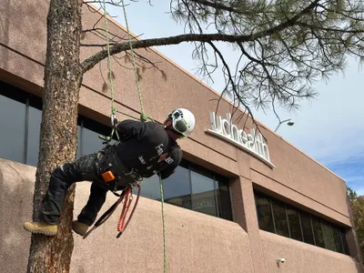 Tree trimming Stroh Ranch Parker CO