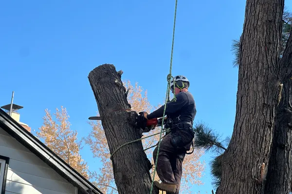 Professional tree removal in Stroh Ranch – Farr Arbor crew at work