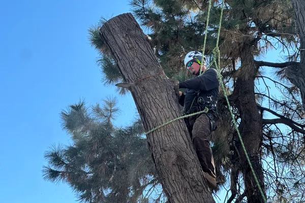 Professional tree removal in Parker, CO – Farr Arbor crew at work