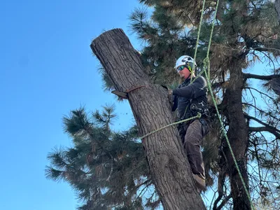 Tree removal service Parker CO