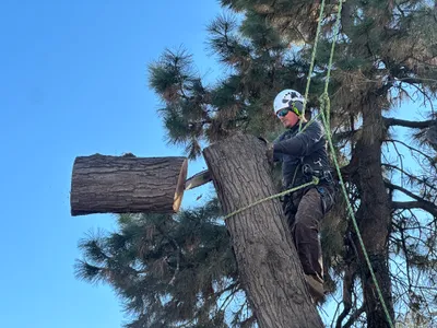 Professional tree removal Parker CO