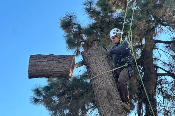 Professional stump grinding in Parker, CO – Farr Arbor