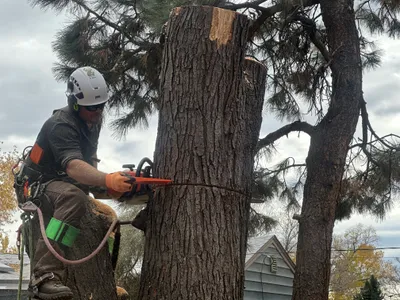 Climber cutting pine tree removal Stroh Ranch Parker CO