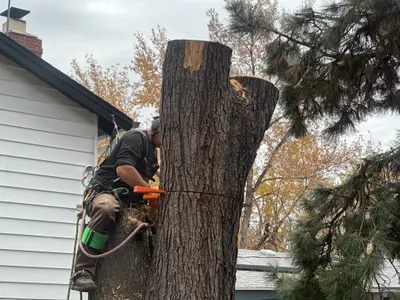 Large tree removal Douglas County