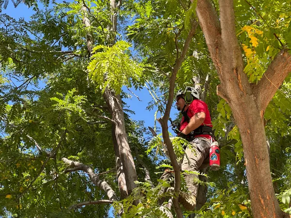 Professional tree care by Farr Arbor